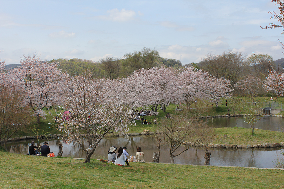 岡山県の桜 菜の花のお花見スポット 観光スポットまとめ ぶらねた