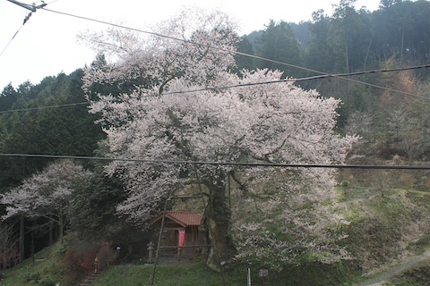 大桜の風景