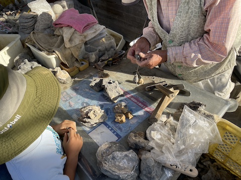 なぎビカリアミュージアムの風景