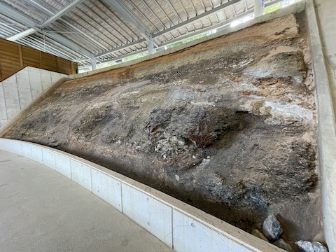 なぎビカリアミュージアムの風景