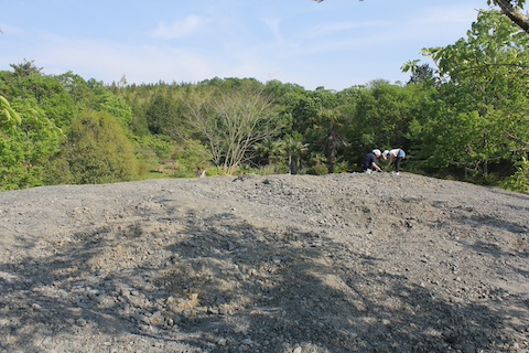 なぎビカリアミュージアムの風景