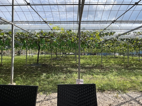 きよとうカフェの風景