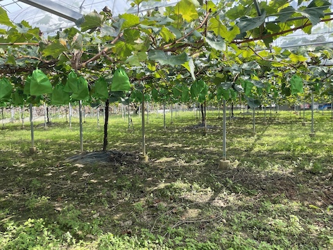 きよとうカフェの風景