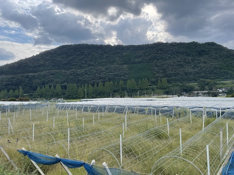 きよとうカフェの風景