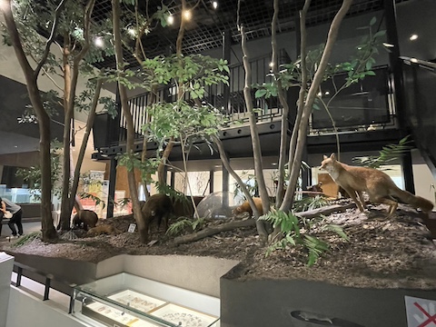 北九州市立いのちのたび博物館の風景