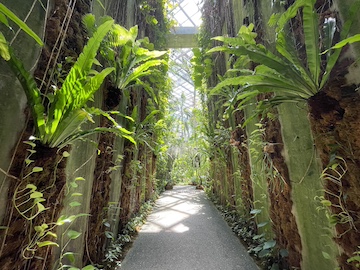 高知県立牧野植物園の風景