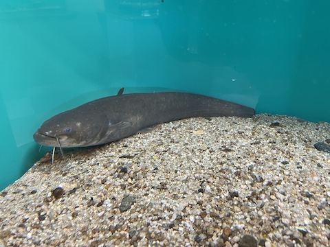 宍道湖自然館ゴビウスの風景