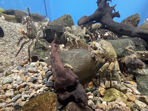 宍道湖自然館ゴビウスの風景