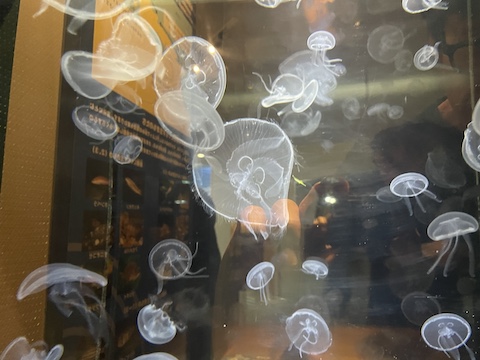 宍道湖自然館ゴビウスの風景