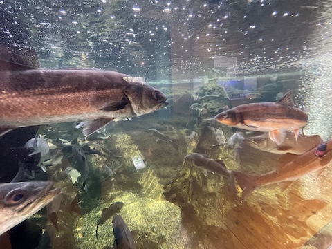宍道湖自然館ゴビウスの風景