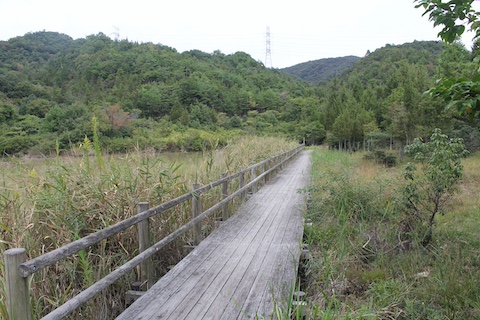 長船美しい森の風景