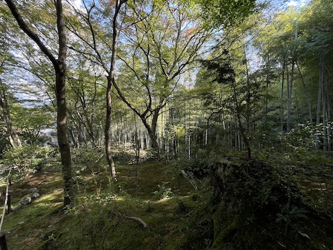 常寂光寺の風景